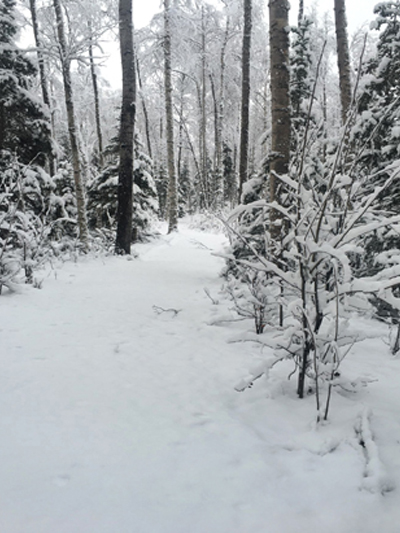 Winter Woodland Trail